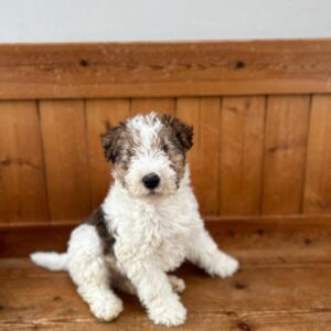 Family friendly dog breeds