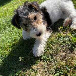 Rosie has healthy paws