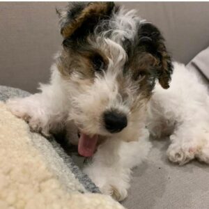 bently NexGard for dogs