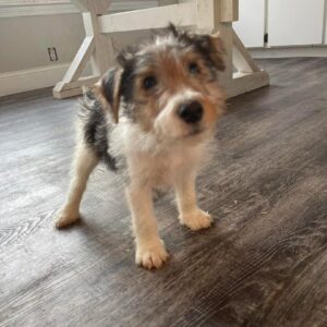 freeze dried raw dog food