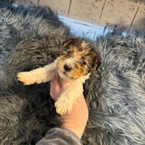 purina pro plan puppy