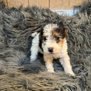 Family friendly dogs love Daisy