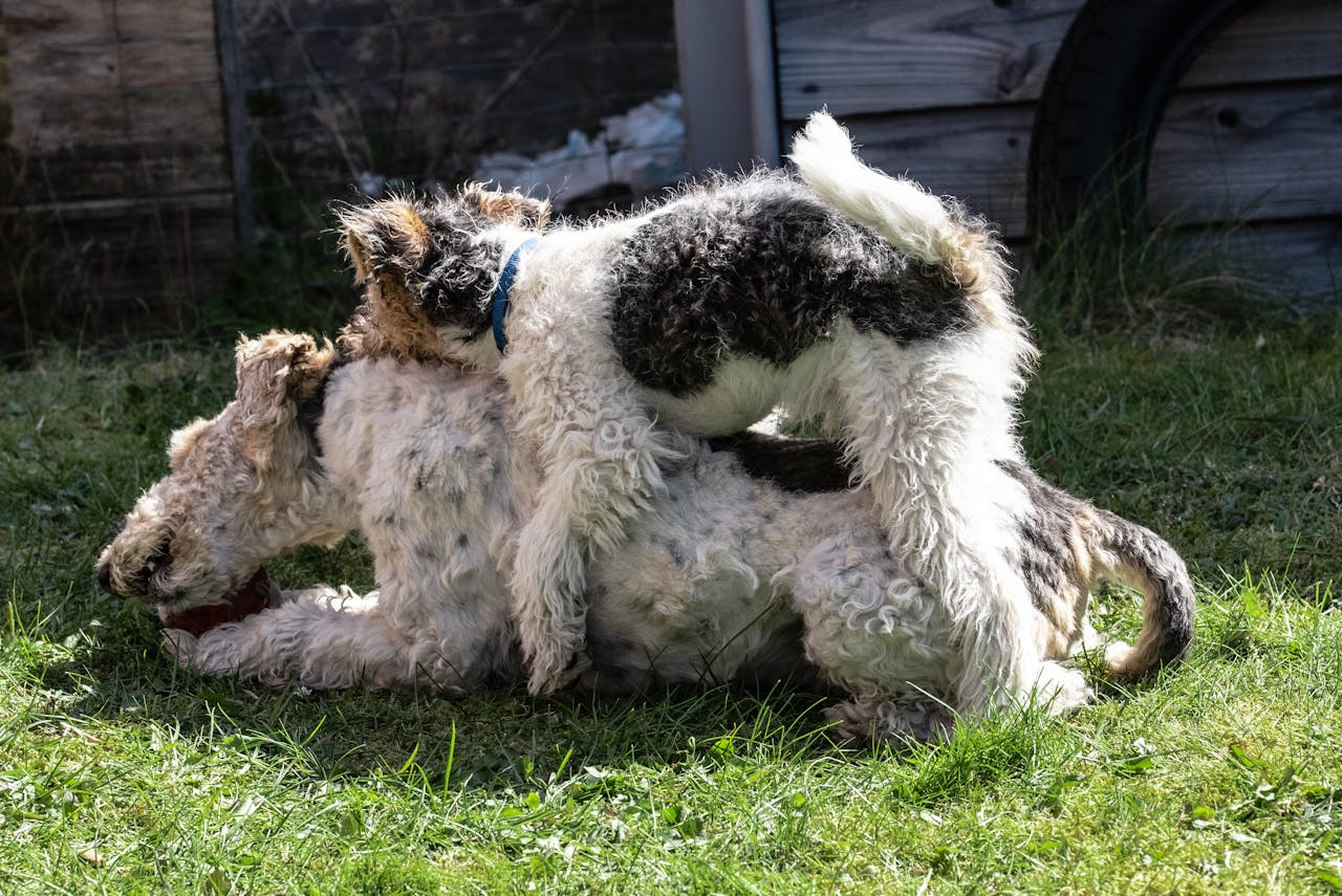 Two Wire Fox Terriers playfully interact on grass in a sunny garden setting.