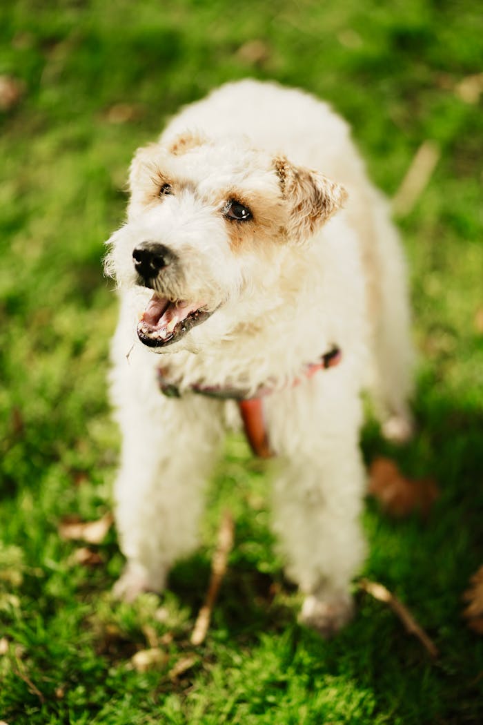 Adorable wire fox terrier with curly fur playing cheerfully on green grass.