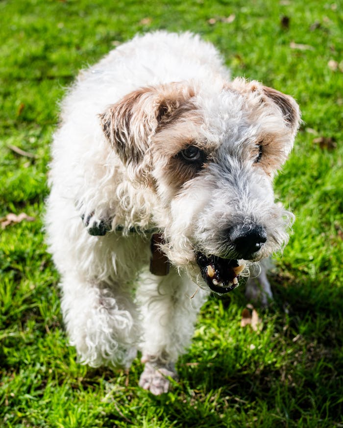 A playful Wire Fox Terrier energetically running through a green field on a sunny day.